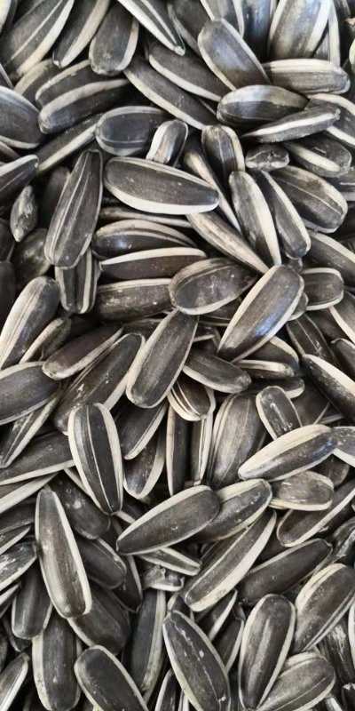 sunflower seeds 363